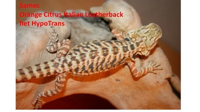 Agama vousatá