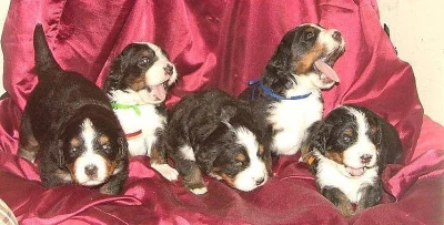 Bernský salašnický pes s PP