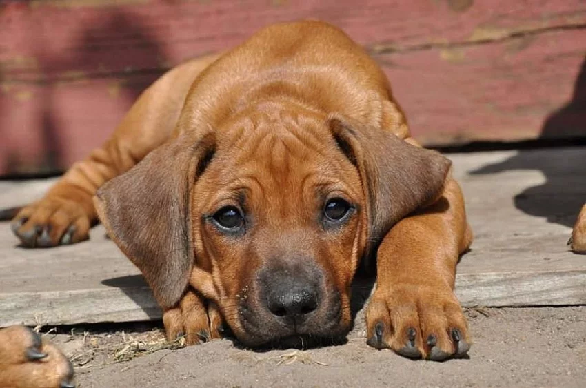 Rhodéský ridgeback - štěňata s PP