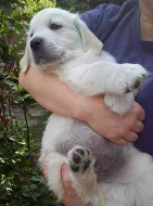 Zlatý retrívr s PP