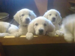 Zlatý retrívr s PP