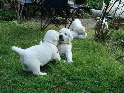 Zlatý retrívr s PP