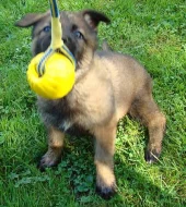 Štěňata Německých ovčáků