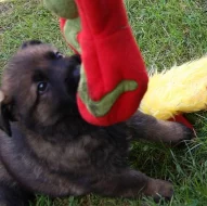 Štěňata Německých ovčáků