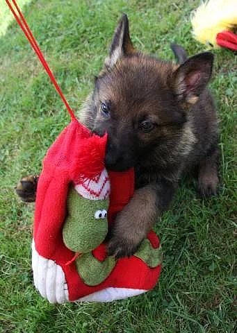 Štěňata Německých ovčáků