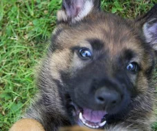 Štěňata Německých ovčáků