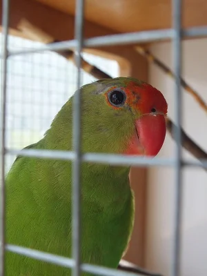 AGAPORNIS ETIOPSKÝ