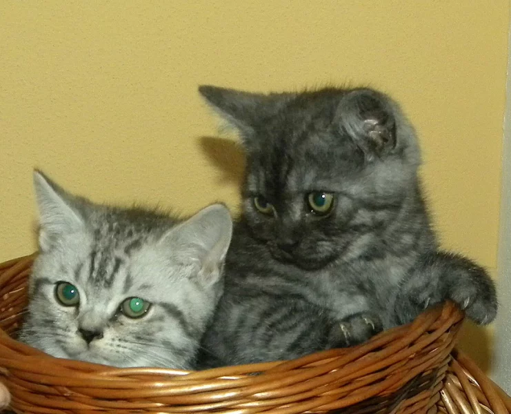 Prodám koťata bez PP po rodičích s PP - Britska ko