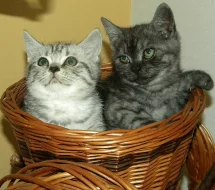 Prodám koťata bez PP po rodičích s PP - Britska ko