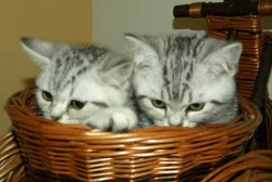 Prodám koťata bez PP po rodičích s PP - Britska ko