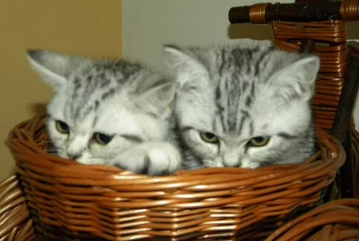 Prodám koťata bez PP po rodičích s PP - Britska ko
