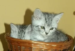 Prodám koťata bez PP po rodičích s PP - Britska ko