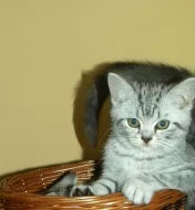 Prodám koťata bez PP po rodičích s PP - Britska ko