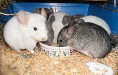 Standardní a BAREVNÉ činčily