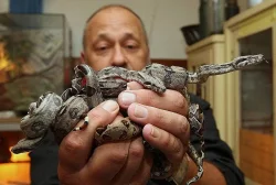 Hroznýš královský