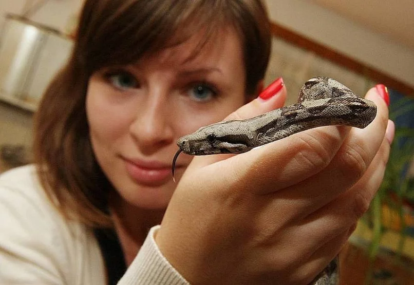 Hroznýš královský