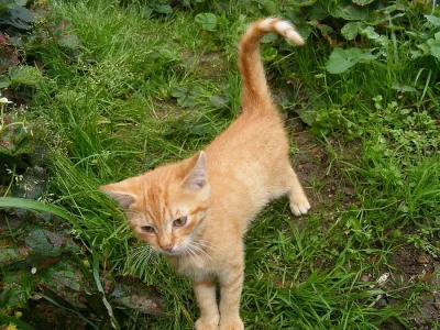 Lovci myší - kočka a koucour (koťata)