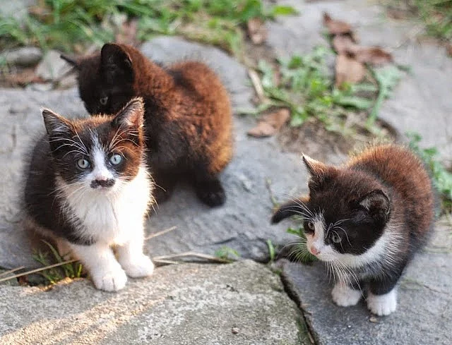 Tři koťata