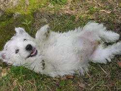 Westíky,  štěňátka  s PP.