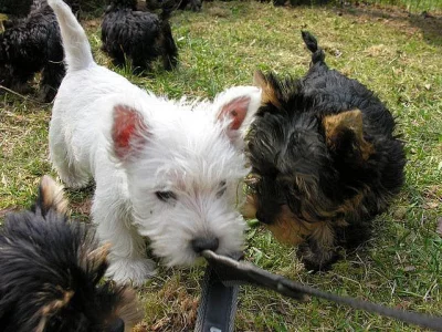 Westíky,  štěňátka  s PP.