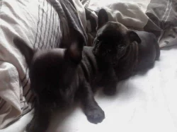 Francouzský buldoček