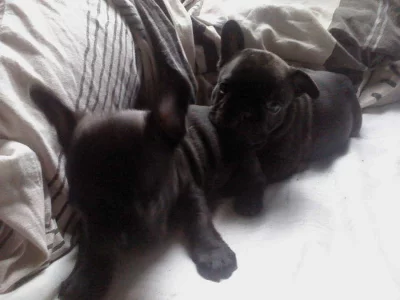 Francouzský buldoček