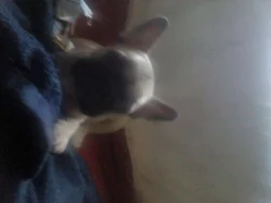 Francouzský buldoček