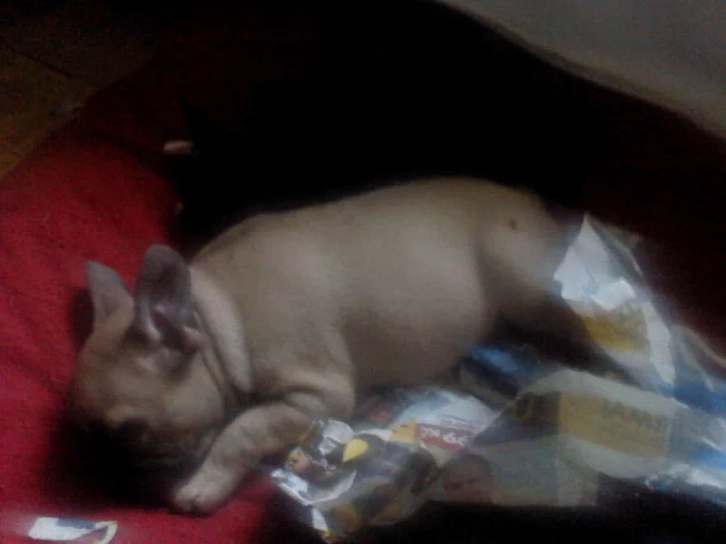 Francouzský buldoček