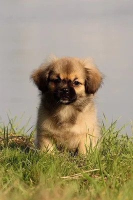 Tibetský španěl