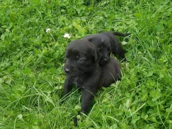 Daruji štěňátka - kříženci