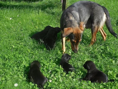 Daruji štěňátka - kříženci