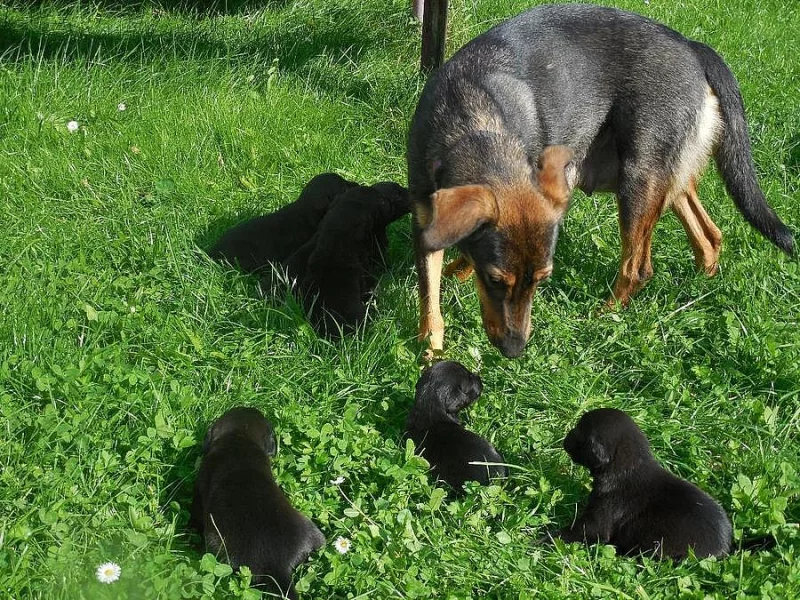 Daruji štěňátka - kříženci