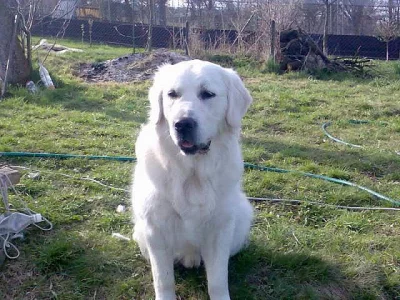 Zlatý retrívr štěňata