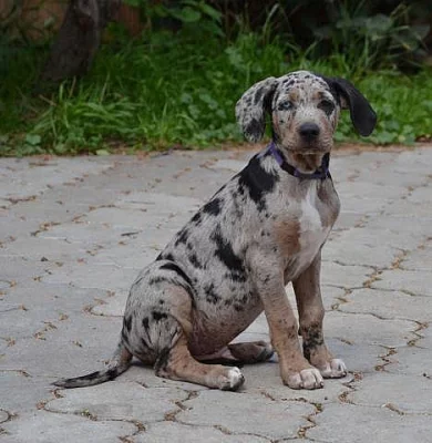 Prodám štěňata leopardího psa (Catahoula) s PP