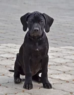 Prodám štěňata leopardího psa (Catahoula) s PP