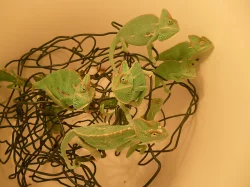 Chameleon jemenský (Chameleo calyptratus)