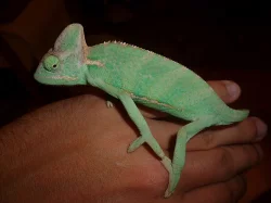 Chameleon jemenský (Chameleo calyptratus)