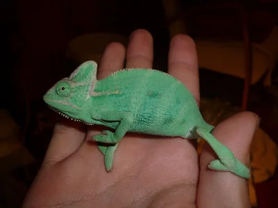 Chameleon jemenský (Chameleo calyptratus)