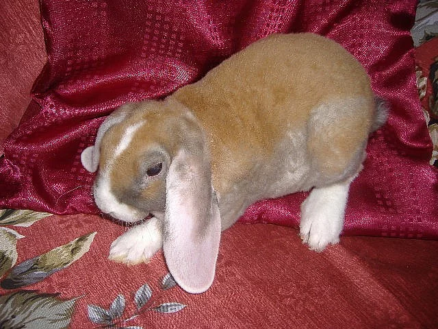 Prodám zakrslého beránka rexe