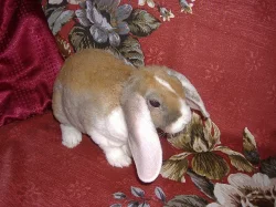 Prodám zakrslého beránka rexe