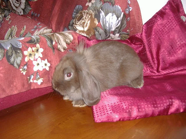 Prodám zakrslou samičku beránka lvíčka