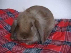 Prodám zakrslou samičku beránka lvíčka