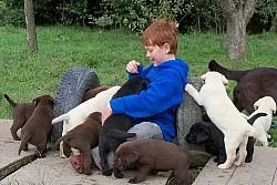 Čokoláda, Fox červená / žlutá a černá Labrador