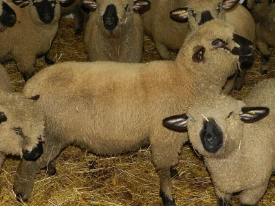 Prodam lonske jehnicky Hampshire Down