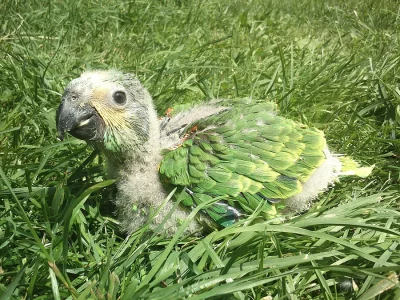 Ručně dokrmený Amazonan Modročelý