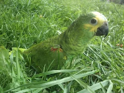 Ručně dokrmený Amazonan Modročelý