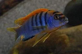LABIDOCHROMIS HONGI sp.SWEDEN