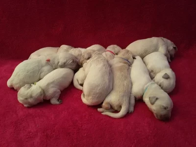 štěňátka zlatého retrievera s PP