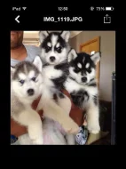 Roztomilý Sibiřský husky štěňata