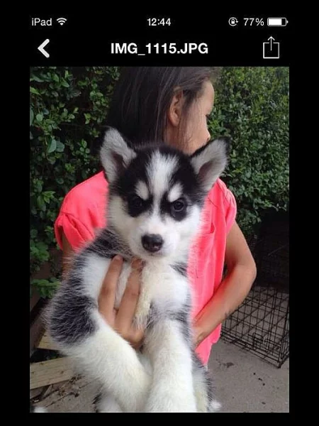 Roztomilý Sibiřský husky štěňata